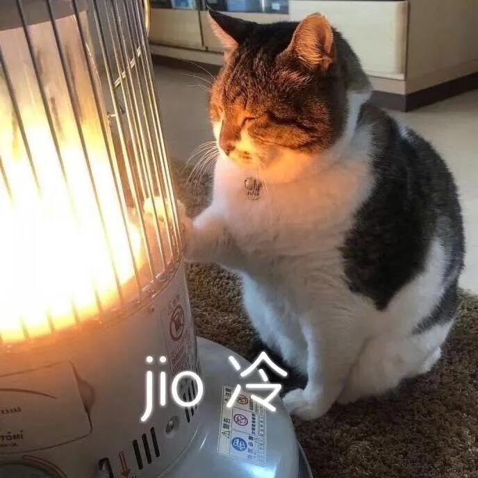 萌宠 猫星人 jio冷 可怜 呆萌 可爱