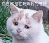 萌宠 猫星人 你是不是在玩弄我的感情 难受 呆萌 可爱