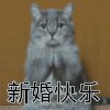 新婚快乐 猫