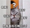 萌宠 猫星人 偷情 绿我 呆萌 可爱