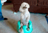 贵宾犬 poodle 卖萌 晃头