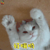 萌宠 猫咪 猫 喵星人 好嗨哟 开心 soogif soogif出品