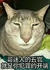 猫咪 毛茸茸 猫星人 就是你犯罪的开端