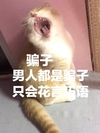 萌宠 喵星人 骗子 难忍都是骗子 呆萌 搞怪