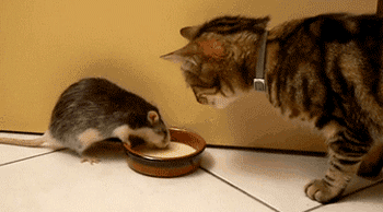 猫咪 老鼠 抢食 搞笑
