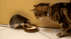 猫咪 老鼠 抢食 搞笑