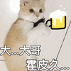 大哥 喝酒 猫 可爱 呆萌