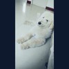 狗狗 无奈 郁闷 生气