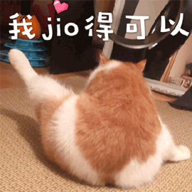 猫 可以 jio 搞怪 逗