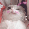 沙雕猫 猫咪 猫 可爱猫 猫表情包 猫咪表情包 小猫