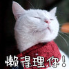 萌宠 猫星人 懒得理你 哼 不想看 嫌弃 搞怪