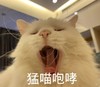 萌宠 喵星人 猛猫咆哮 凶巴巴 呆萌 搞怪