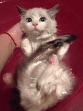 猫咪 猫 沐浴 可爱 优雅 萌 gif