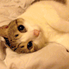 猫咪 大眼睛 可爱