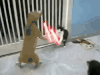 喵星人 猫咪 可爱 萌宠