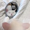 萌宠 喵星人 憨憨 傻子 搞怪 呆萌 朋友圈评论表情