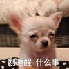 萌宠 汪星人 刚睡醒 什么事 搞怪 逗