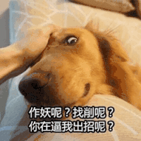 萌宠 汪星人 作妖呢 找削呢 搞怪 逗
