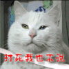 图片  动图   猫咪 坚定