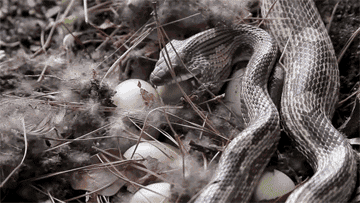 蛇 蛋 捕食 一口吞