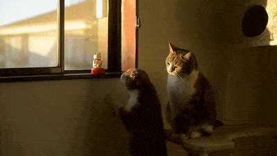猫咪 招财猫 观察 可爱