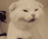 猫咪 眼神 可爱 萌萌哒