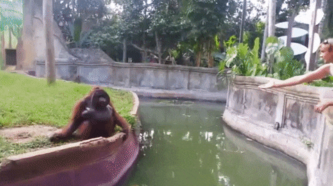 猩猩 僵持 扔过去 可爱 配合 动物园