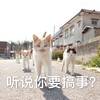 萌宠 猫星人 听说你要搞事 凶巴巴 呆萌 可爱