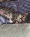 猫 手指 蓝白格 爪子