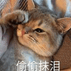 萌宠 猫 猫咪 喵星人 偷偷 哭 伤心