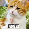 萌宠 猫星人 黑着脸 冷酷 生气