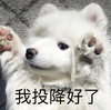 萌宠 汪星人 我投降好了 我认输 呆萌 可爱