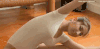 女人 搞笑 美女 压腿 gif
