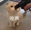 萌宠 猫星人 收声 别说话 呆萌 可爱
