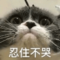 忍住不哭 猫