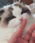 猫咪   惊呆   添   手指