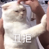 萌宠 猫咪 猫 喵星人 丑拒 拒绝