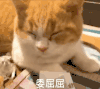萌宠 猫星人 委屈屈 不开心 想哭 难受 呆萌