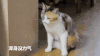 浑身没力气 猫咪 倒地 伸腿