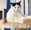 萌宠 猫星人 刚睡醒 不想理你 呆萌 可爱