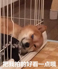 柴犬 躺下 小狗 把我拍的好看一点哦