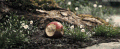 死亡 复古的 酿造的 苹果 迪士尼 白雪公主 上传  间隔拍摄 克里斯汀的管家 衰退 腐烂的 白雪公主与猎人