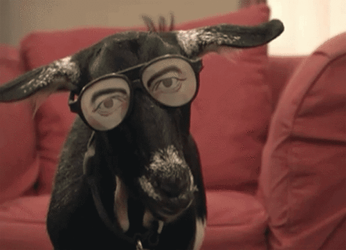 山羊 眼镜 嚼 关爱智障的眼神 goat 妈的智障