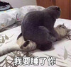 萌宠 猫星人 我要睡了你 搞怪 呆萌 可爱