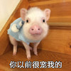 萌宠 小猪 你以前很宠我的 撒娇 呆萌 可爱