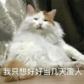 废人 猫 伤心