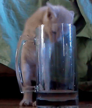 猫咪 搞笑 杯子 进杯喝水