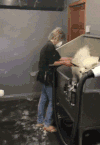 可爱  毛绒绒  搞怪    狗狗