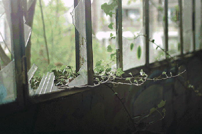 Cinemagraph 植物 窗户 破旧