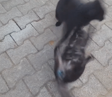 猫咪 玩耍 打脸 手欠 黑色 搞笑